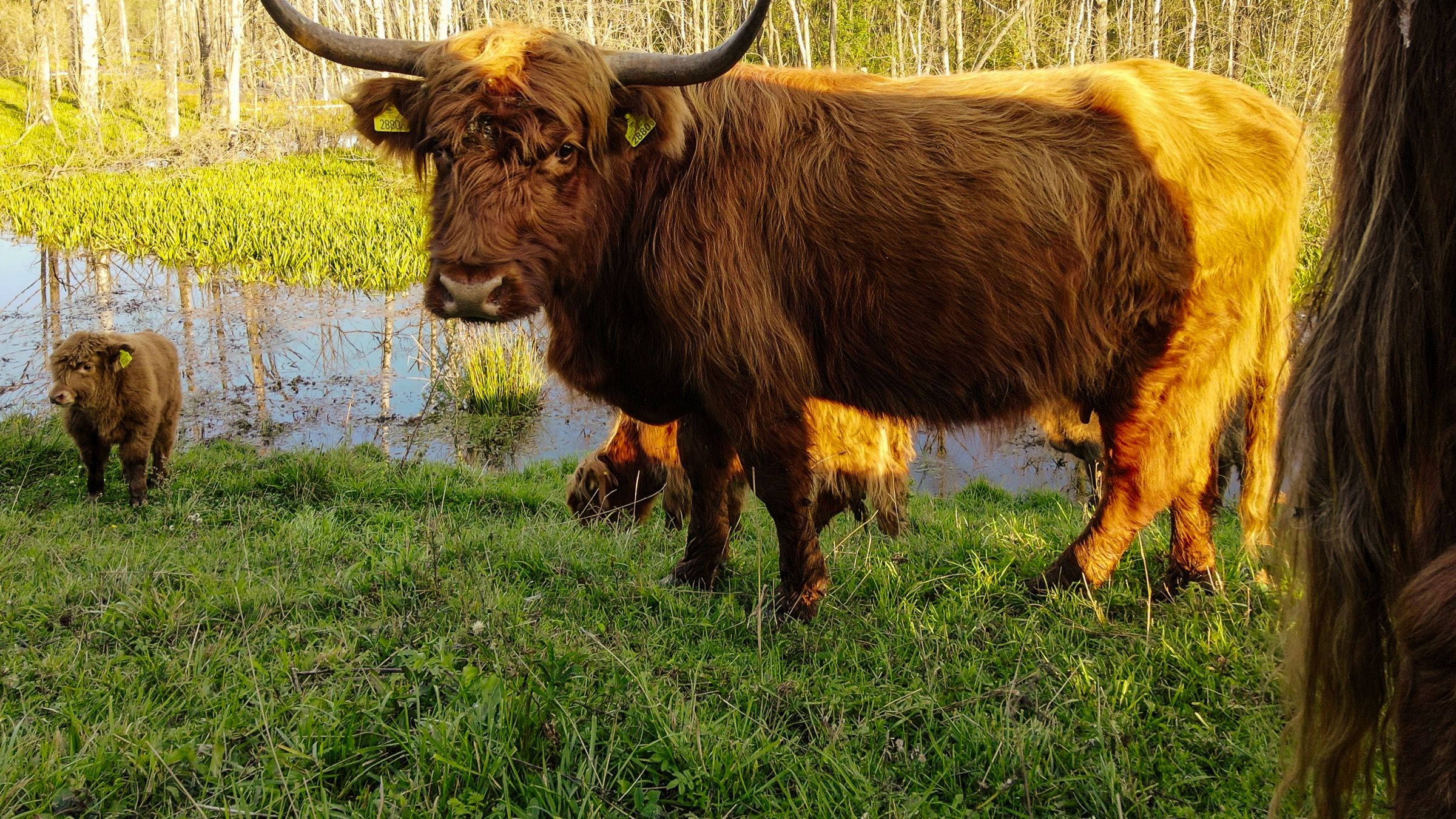 Highland Warmia — 19