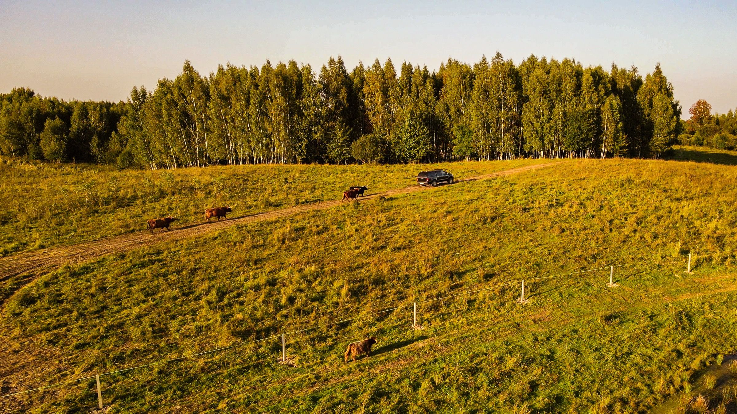Highland Warmia — 20